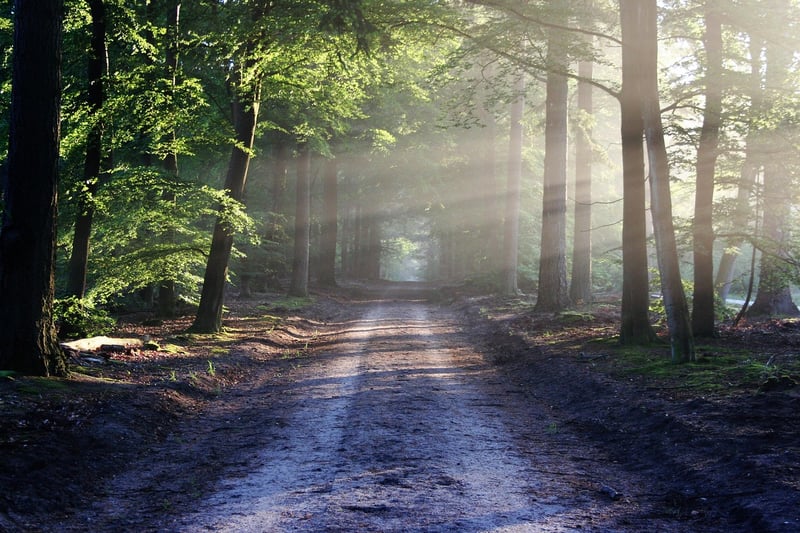Sunlight Through Trees